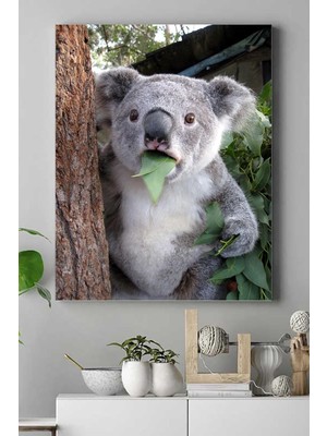 Ohbe Express (PSTER16678) Koala Hayvan Kanvas Tablo 40 x 60