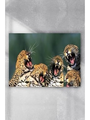 Hype Store (PSTER6033) Gülen Leoparlar Eğlenceli Mizahi Poster (70X100CM)