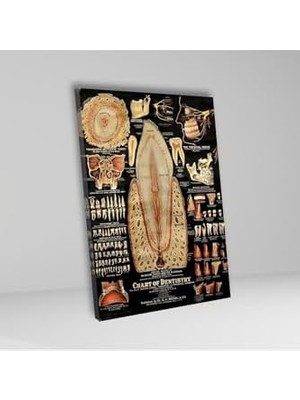 Hype Store Tekli Dikey Kanvas Diş Poliklinik Tablosu Diş Yapısı Poster, 30 x 40