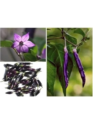 Odea 20 Adet Organik Purple Cayenne Biber Tohumu, Yüksek Verim Için Ideal Seçim
