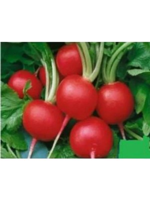 Odea Aksel Turp Ufak Tohumu - 10 Gram