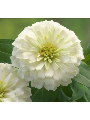 Odea Büyük Geniş Çiçekli Beyaz Zinnia Tohum Seti (5 Adet)