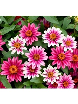 Odea Zinnia Çiçeği Tohumu (Kirli Hanım) - 5 Tohum