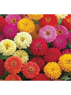 Odea Karışık Renkli Büyük Çiçekli Zinnia Tohumu - 5 Tohum