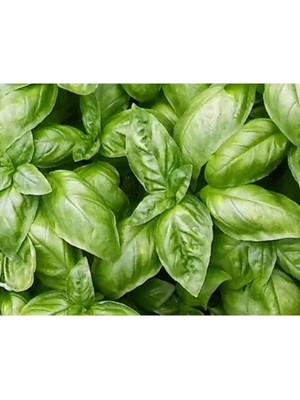 Odea Geniş Yapraklı Fesleğen Tohumu (+150 Tohum)