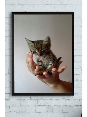 Canarino (PSTER11552) Kedi Hayvan Çerçeveli Tablo 4 (21X30CM)