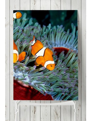 (PSTER2764) Balık Hayvan Posteri 70X100CM