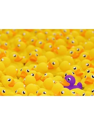 Prime 1000 Parça Puzzle Ördekler Challenge