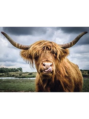 Prime 132737 300 Parçalı Puzzle Cattle