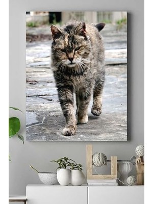 Prime (PSTER16477) Kedi Hayvan Kanvas Tablo 3 21 x 30