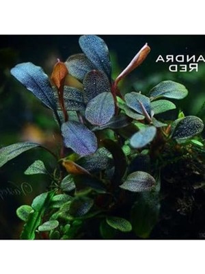 Die Grup Bucephalandra Brownie Red Saksı Canlı Bitki