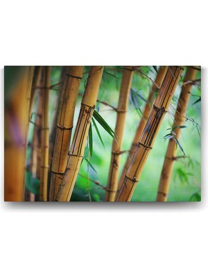 Hd Group Bambu Ağaçları Tablosu - 125X80CM