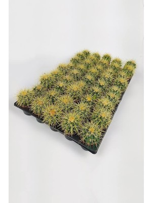 Grusonii Altın Fıçı Kaktüsü Toptan 45 Adet (1 Viyol 5.5 cm Saksıda)