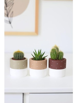 Beton Saksı Üçlü Set Küçük Boy Sukulent Saksısı (Kahverengi)