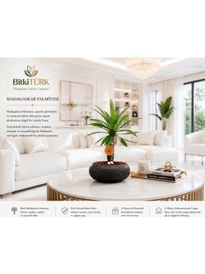 BitkiTÜRK Beton Saksıda Ithal Madagaskar Palmiyesi 30/40CM Lav Taşları ve Portakal Dilimi Dekorlu