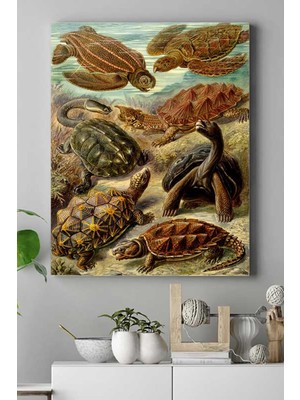 Vuralsin38 (PSTER16445) Kaplumbağa Hayvan Kanvas Tablo 40 x 60