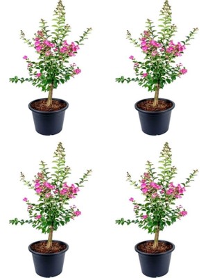 Pembe Çiçekli Oya Ağacı Fidanı (30 70 Cm)4 Adet Tüplü Dış Mekan Bitkisi Lagerstroemia Indic