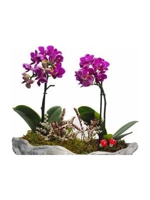 Dal Mini Mor Orkide & Gri Roda Beton Saksıda Hediyelik Canlı Çiçek BALFLOWERDESİGN-2309