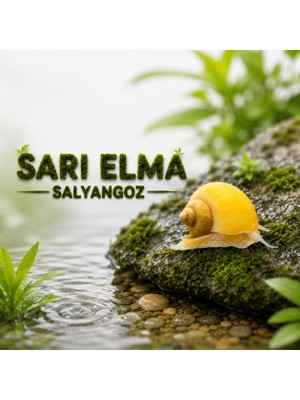 Moss Akvaryum Altın (Sarı) Elma Salyangoz 2 Adet Fındık Boyutunda Yüksek Kalite Ürün