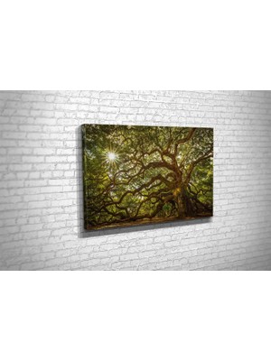 Vivense TABLO360 Melek Meşesi Kanvas Tablo 50X75