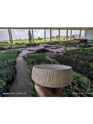 Empressco Kırçıllı Taş Orkide Bonsai ve Aranjman Saksısı No 1