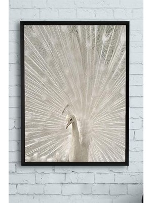 Vuralsin38 (PSTER13512) Tavus Kuşu Hayvan Çerçeveli Tablo (40X50CM)