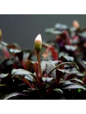 TeknoKapsül Bucephalandra Mini Coin Saksı Bitki