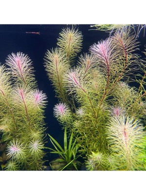 TeknoKapsül Rotala Bossi Saksı Bitki