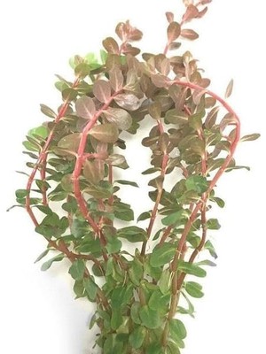 TeknoKapsül Rotala Rotundifolia Reddish Vietnam Saksı Bitki