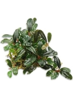 TeknoKapsül Bucephalandra Brownie Saksı Bitki