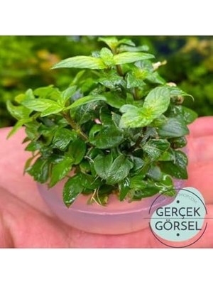 TeknoKapsül Staurogyne Repens Cup In Bitki