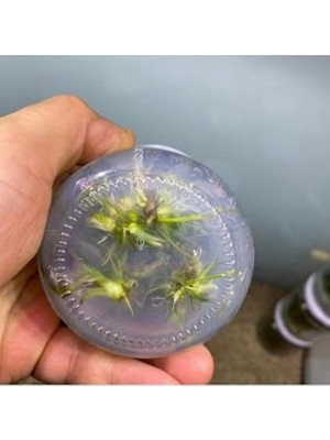 TeknoKapsül Echinodorus In Bitki