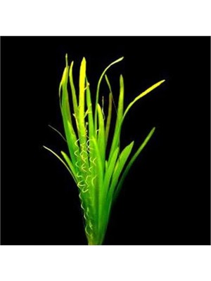 TeknoKapsül Vallisneria Spiralis Saksı Bitki