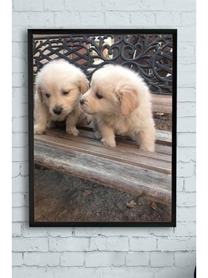 TeknoKapsül (PSTER11128) Retriever Hayvan Çerçeveli Tablo 2 (40X50CM)