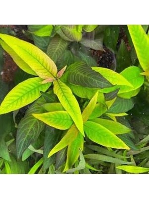 TeknoKapsül Nomaphila Siamensis Compact Saksı Bitki