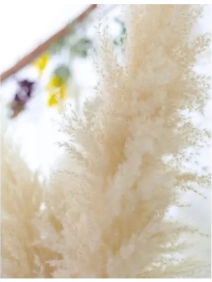Vivense Fulfly Şoklanmış Pamuklu Pampas, 10 Adet