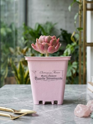 Çiçeva Özel Tasarım Saksıda Aeonium 'pink Witch' – Dekoratif Sukulent