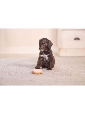 YF Tekstil Ambalaj Köpek Oyuncağı, Sesli,, Lateks, 7X7X3CM