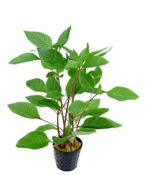 Larskas Hygrophila Corymbosa - Limon Saksı Canlı Bitki TR-413155
