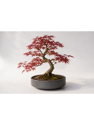 BONSAİ SAKSISI - EL YAPIMI BETON GRİ ANTRASİT