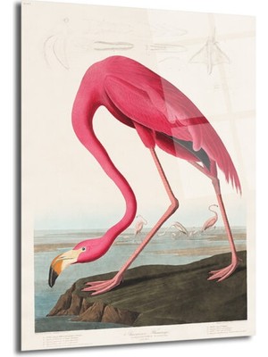 GLAZELLA Amerikan Flamingosu Cam Tablo - Pembe Zarafet