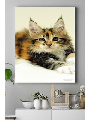 Esplendor (PSTER16487) Kedi Hayvan Kanvas Tablo 5 50 x 70