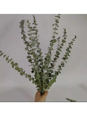 Froyi Şoklanmış Okaliptus Demeti Yeşil Renk Canlı Dökülmeyen Kokulu Vazo Çiçeği