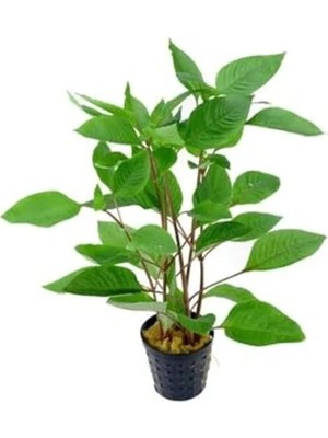Esranın Dünyası Hygrophila Corymbosa - Limon Saksı Bitkisi, Canlı ve Sağlıklı