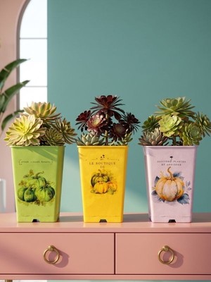 Çiçeva 3'lü Aeonium Sukulent Plastik Saksı Seti - Drenajlı Renkli Saksı Seti (20X13 Cm)