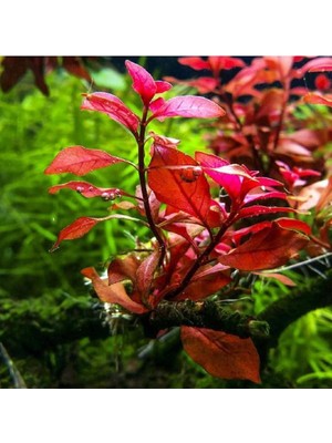 Ludwigia Mini Super Red Saksı Canlı Bitki