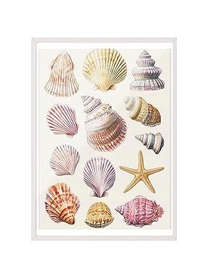 Belirtilmemiş Zestia Beyaz Çerçeveli Tablo, Denizin Hazinesi – Kabuk Illüstrasyonu Poster No: 107445 21 x
