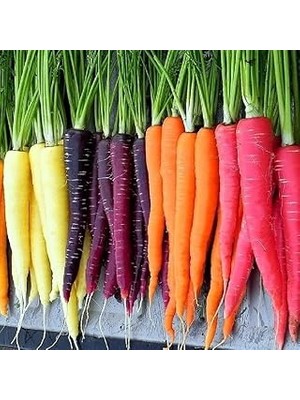 Nacario 100 Adet Five Color Rainbow Havuç