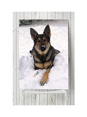 Nacario Postermanya (PSTER5865) Kurt Köpeği Hayvan Posteri 50X70 cm