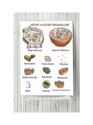 Nacario Postermanya (PSTER3174) Hücre Eğitim Posteri 50X70 cm